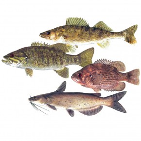 Fishing Report: May 17 2012