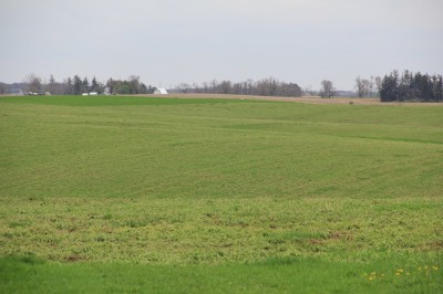 The cover crop on this field has been sprayed in preparation for planting. The crop was well developed and still provided adequate protection against erosion and runoff.